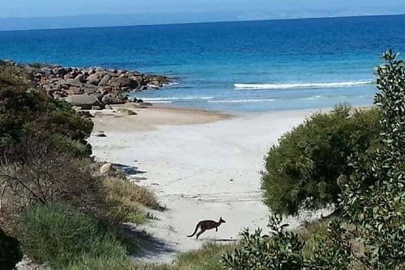 Sea Dragon Kangaroo Island Penneshaw Eksteriør billede